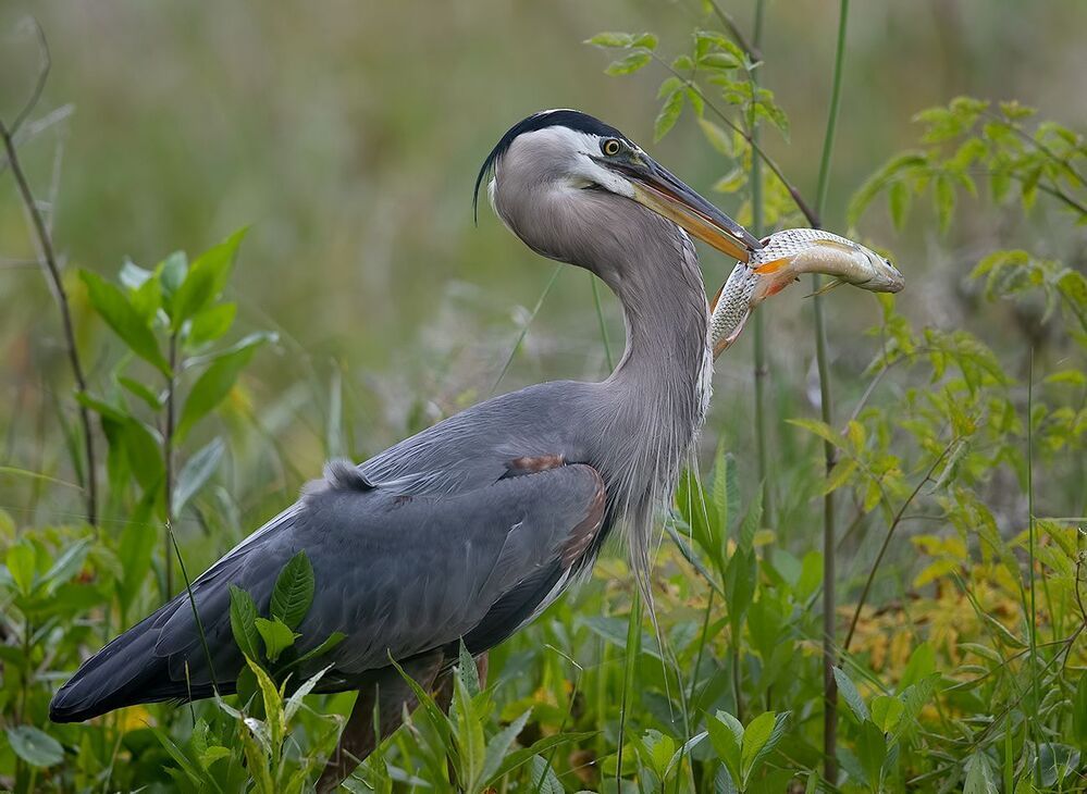 Great Blue Heron - Большая голубая цапля