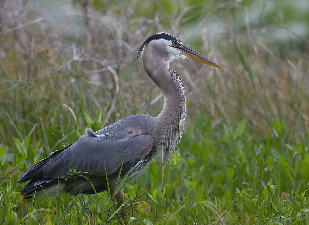 Great Blue Heron - Большая голубая цапля