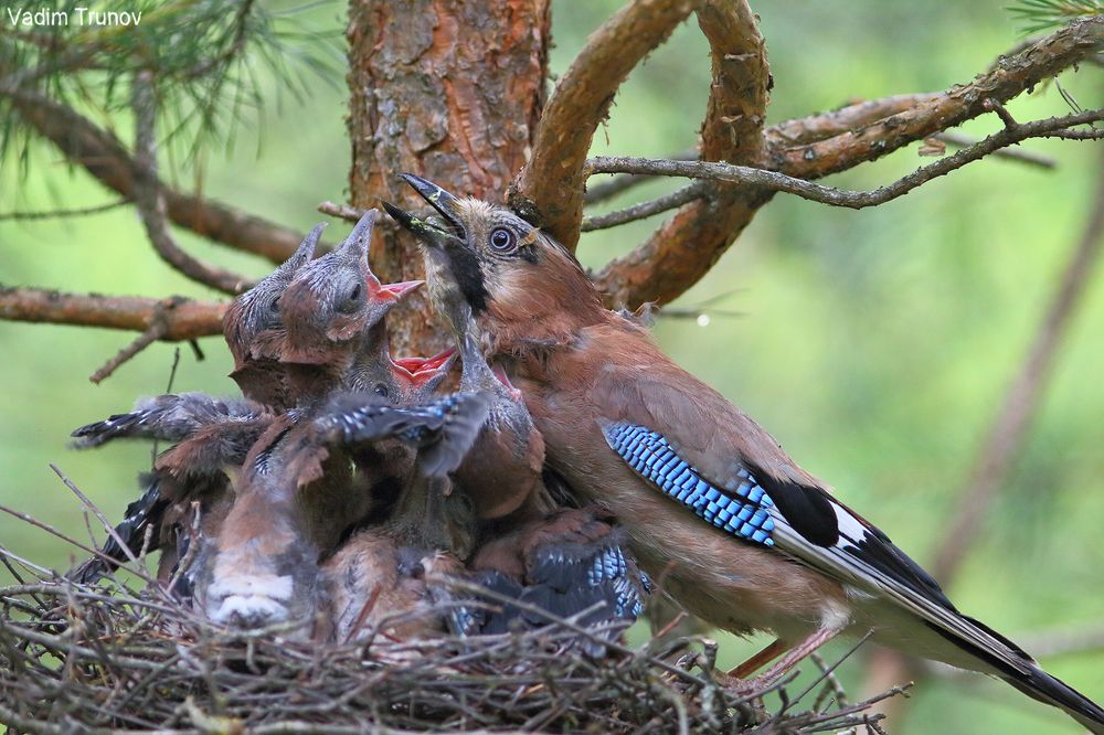 Пять голодных ртов