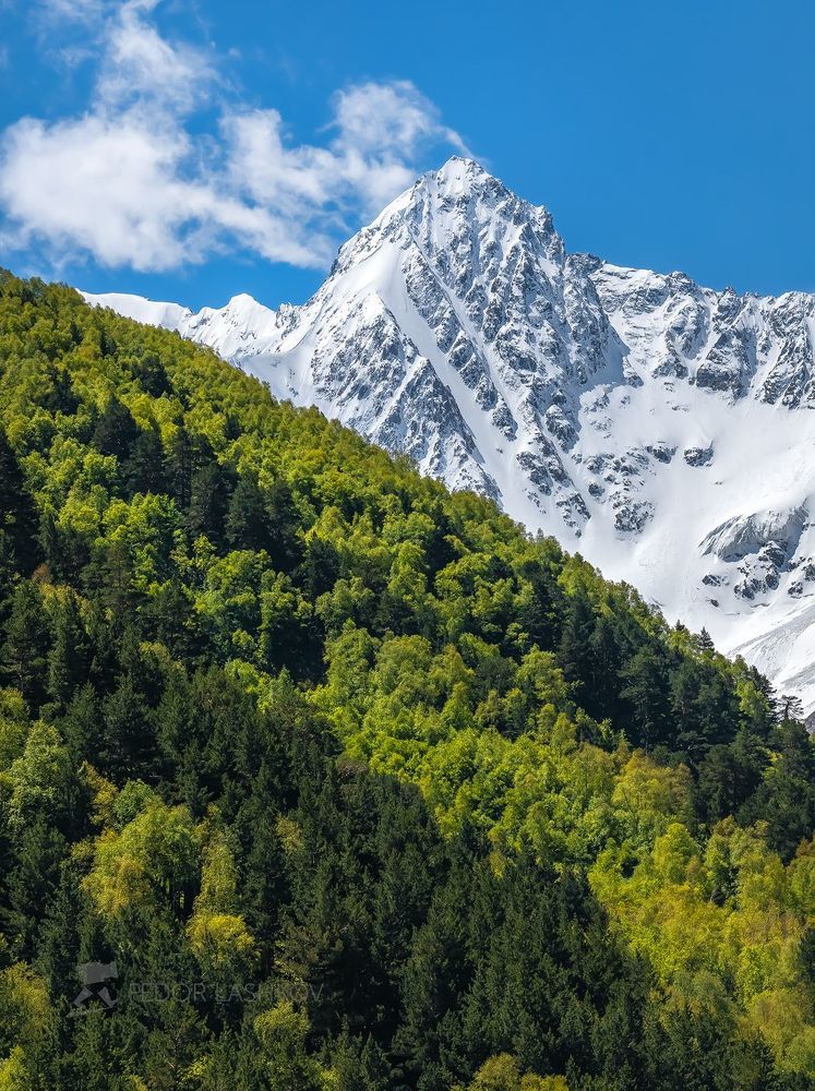 Весенняя зелень в горах