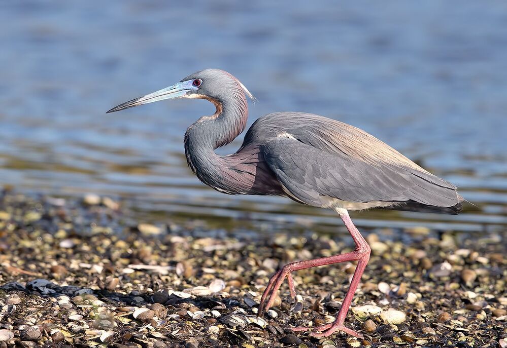 Hunting. Трёхцветная цапля - Tricolored Heron