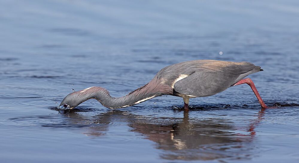 Hunting. Трёхцветная цапля - Tricolored Heron