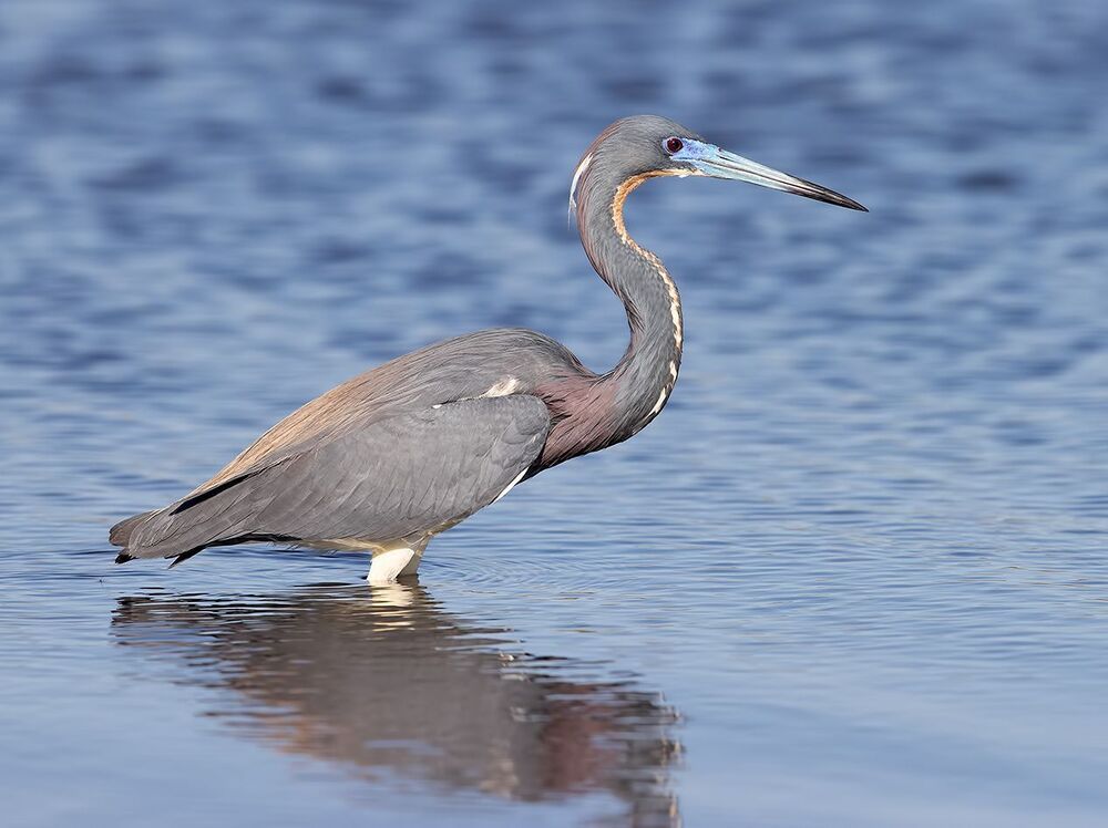 Hunting. Трёхцветная цапля - Tricolored Heron