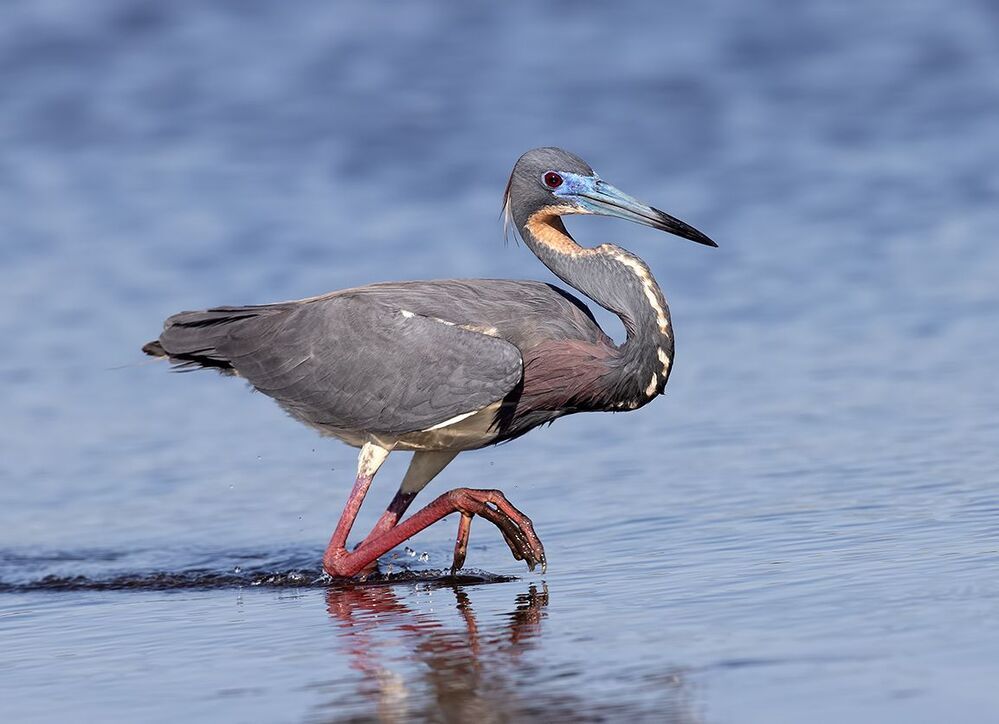Hunting. Трёхцветная цапля - Tricolored Heron
