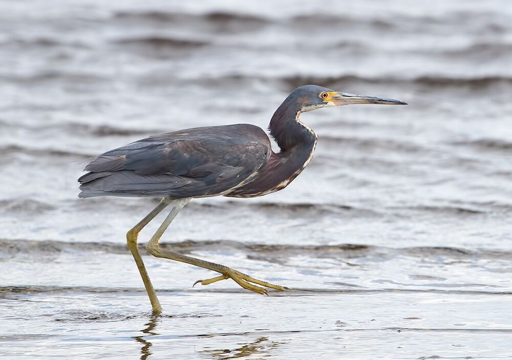 Hunting. Трёхцветная цапля - Tricolored Heron
