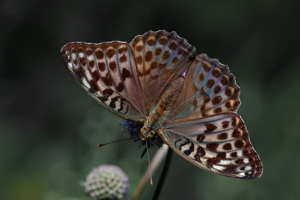 Перламутровка большая лесная.(Argynnis paphia).