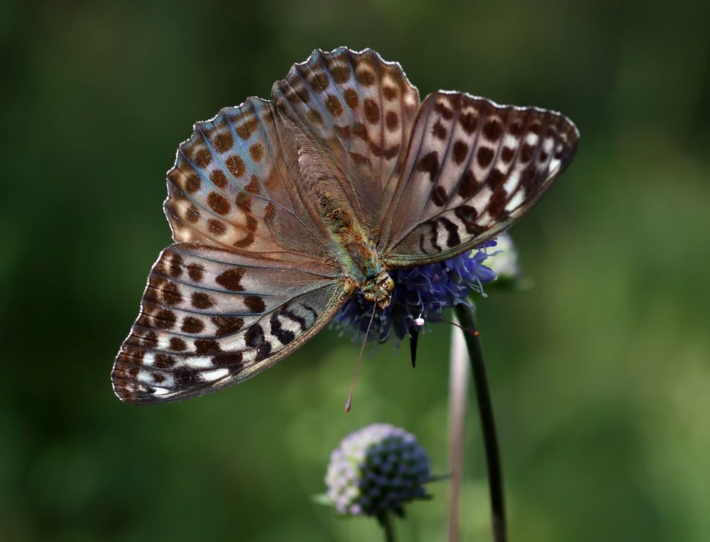 Перламутровка большая лесная.(Argynnis paphia).