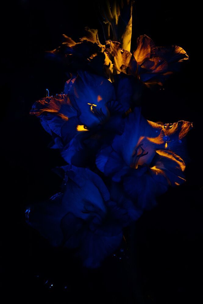 Frozen fire, wounded ice