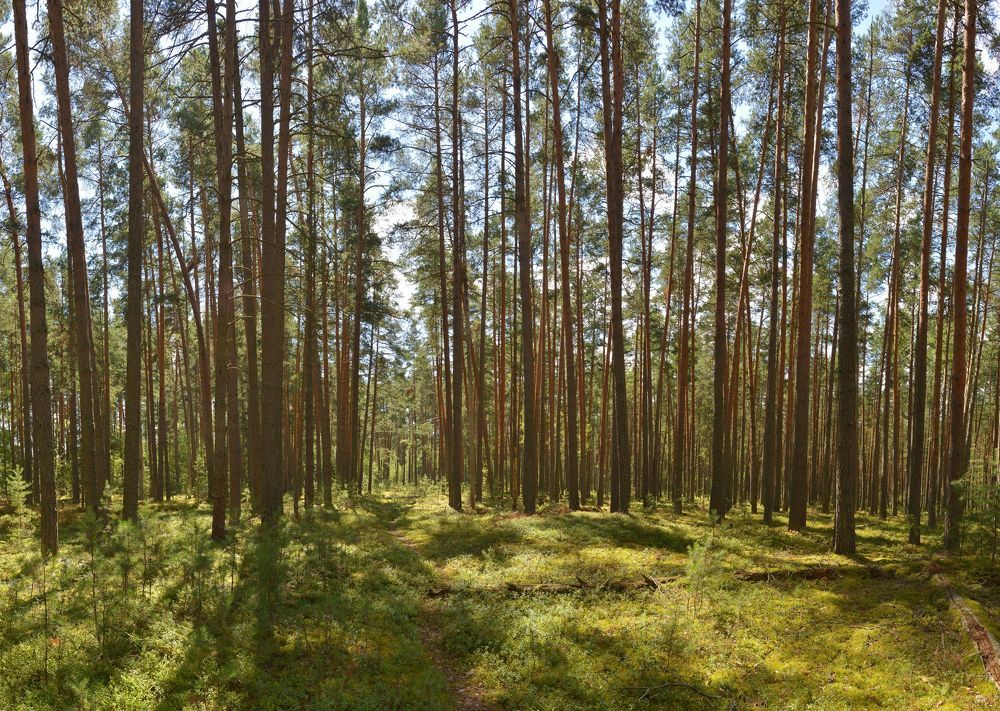 Прогулка в сосновом бору