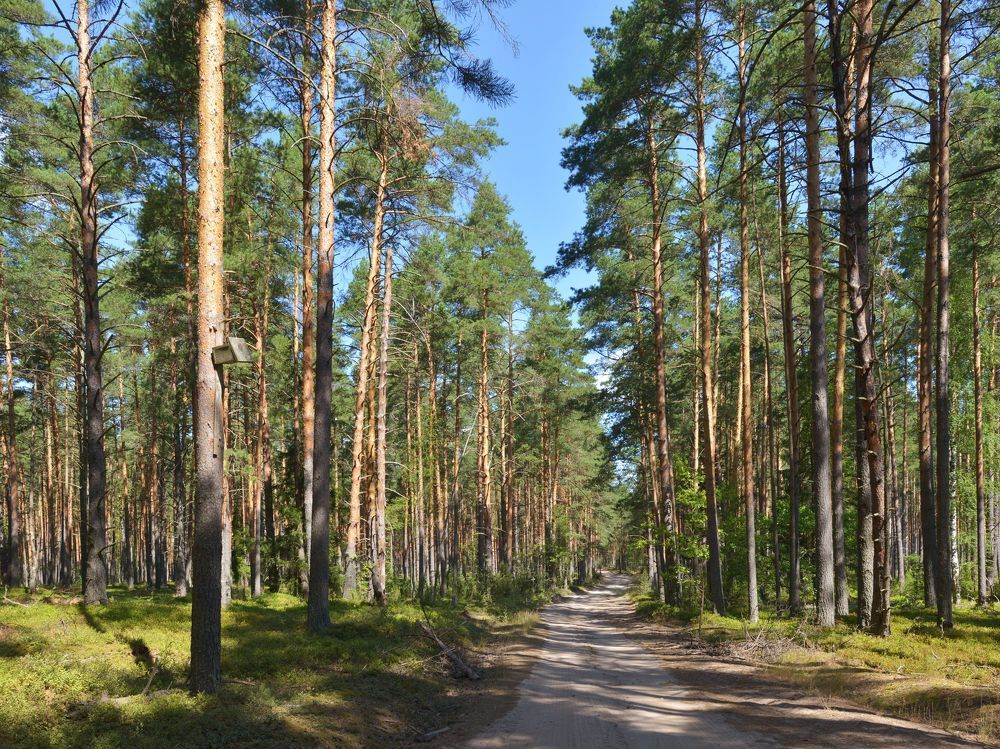 Прогулка в сосновом бору