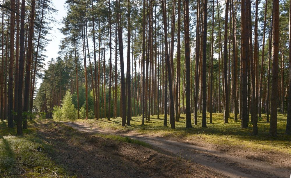 Прогулка в сосновом бору