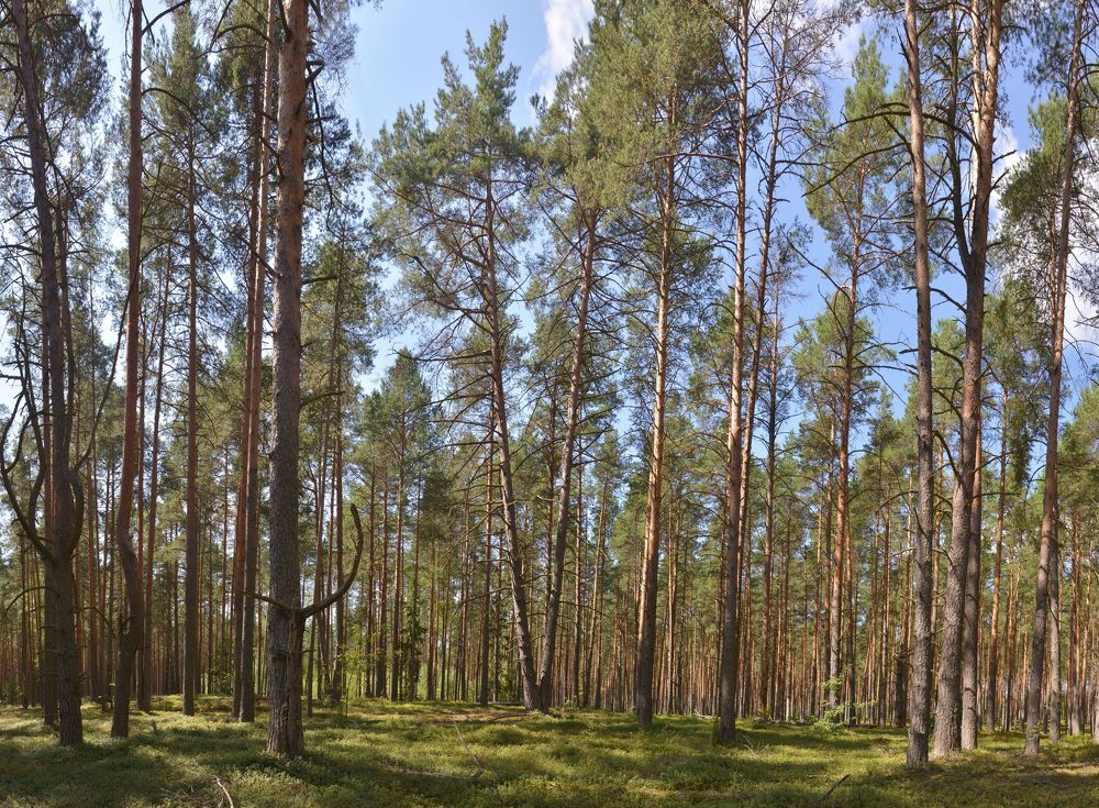 Прогулка в сосновом бору