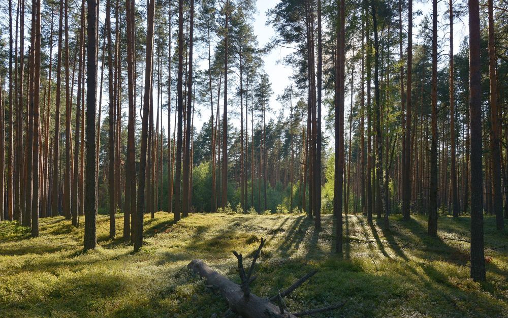 Прогулка в сосновом бору