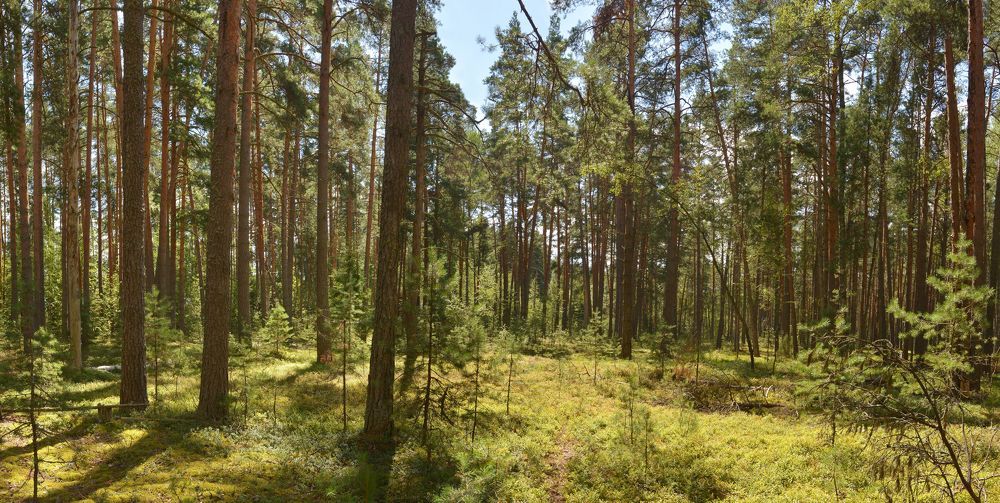 Прогулка в сосновом бору