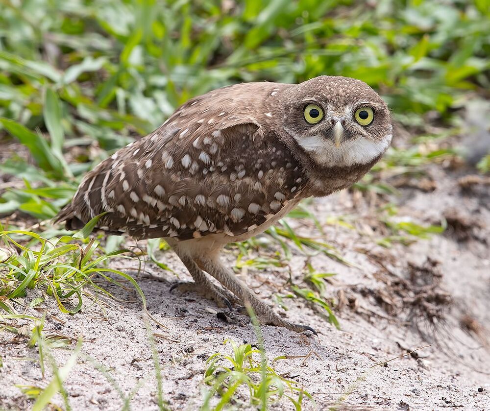 Сычики - Burrowing Owls