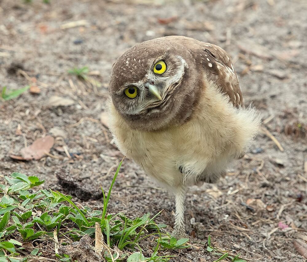 Сычики - Burrowing Owls
