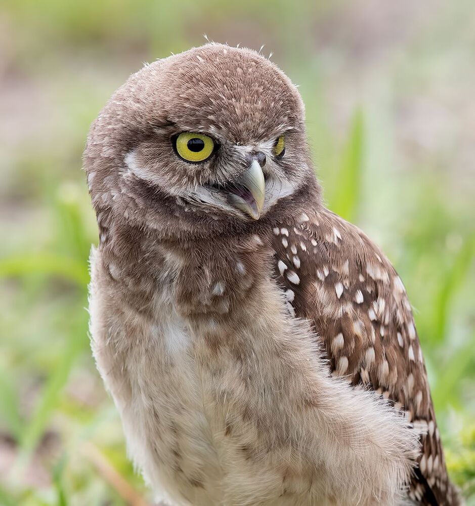 Сычики - Burrowing Owls