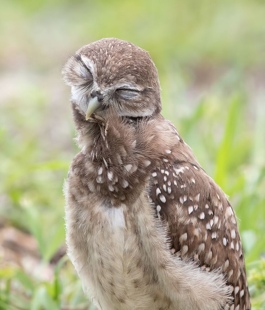 Сычики - Burrowing Owls