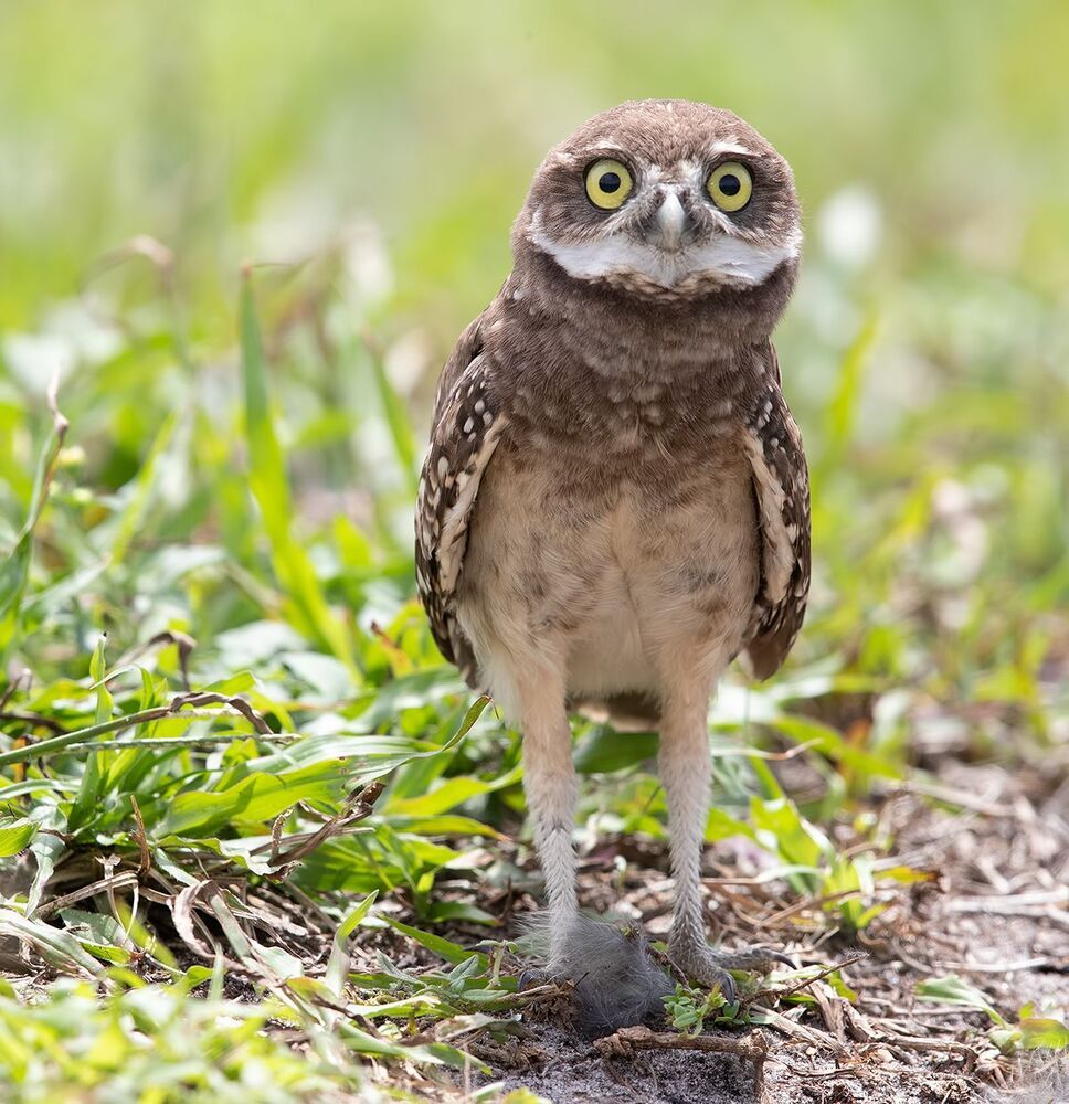 Сычики - Burrowing Owls