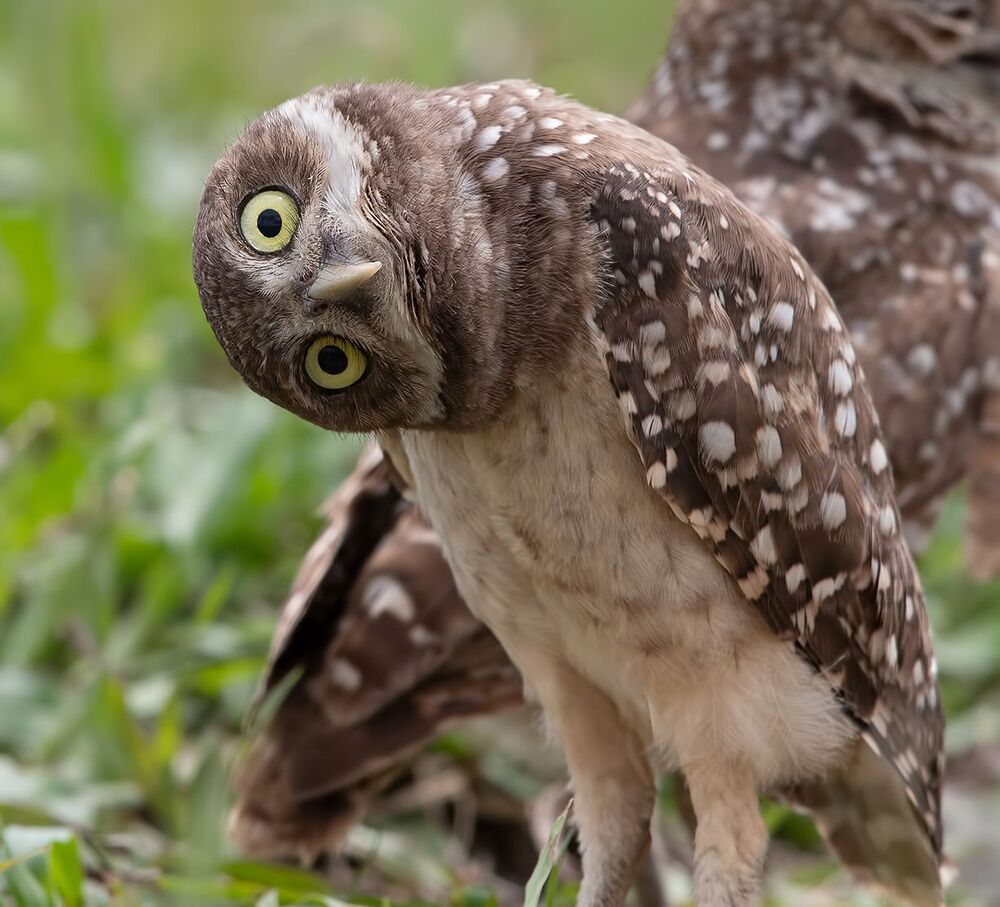 Сычики - Burrowing Owls