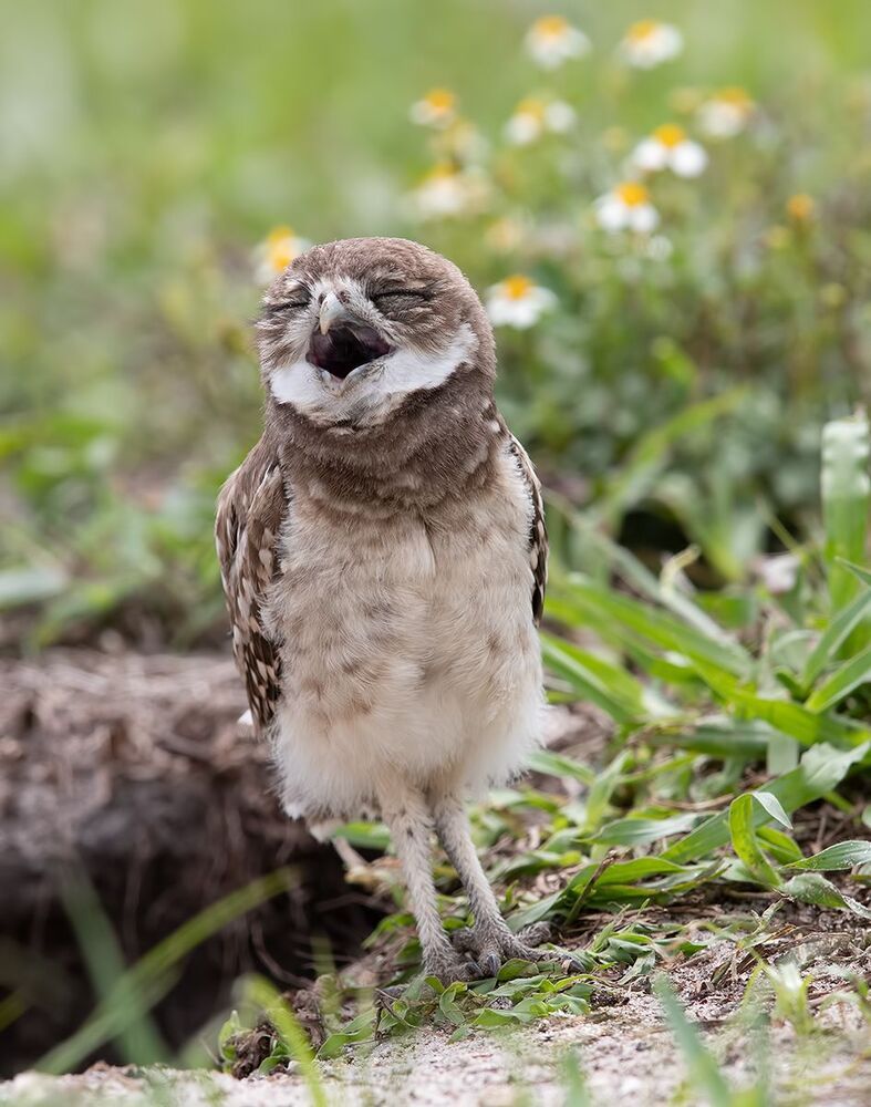 Сычики - Burrowing Owls