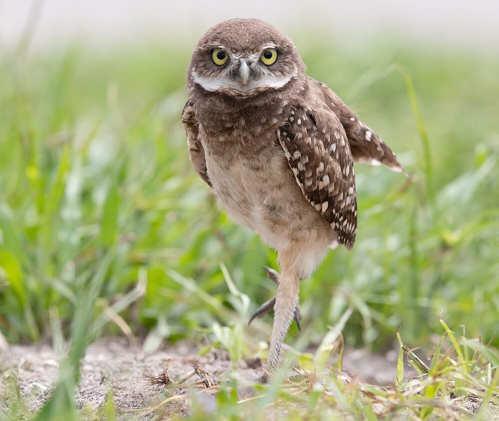 Сычики - Burrowing Owls