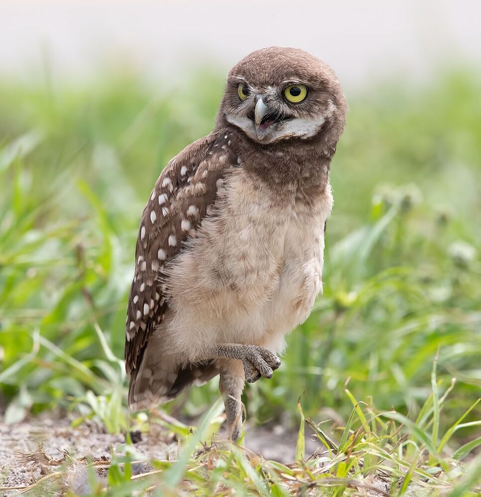 Сычики - Burrowing Owls