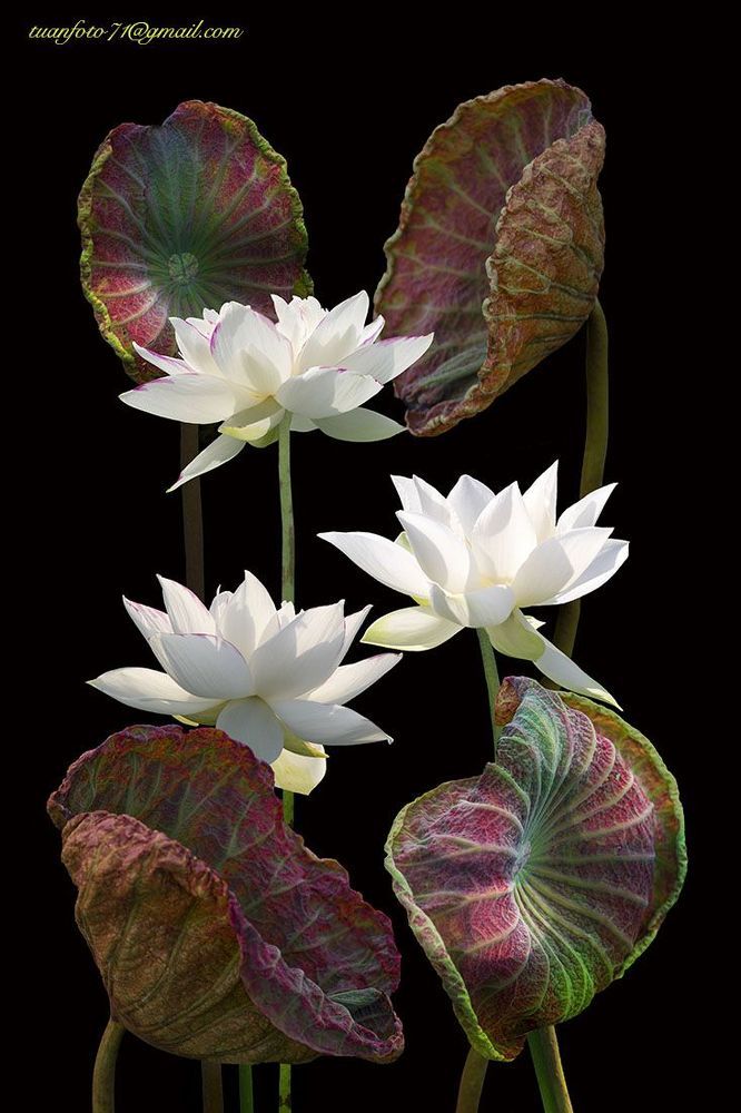 Lotus