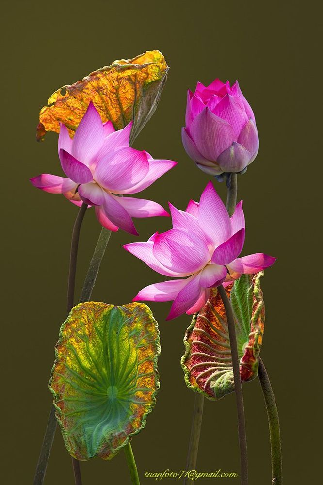 Lotus