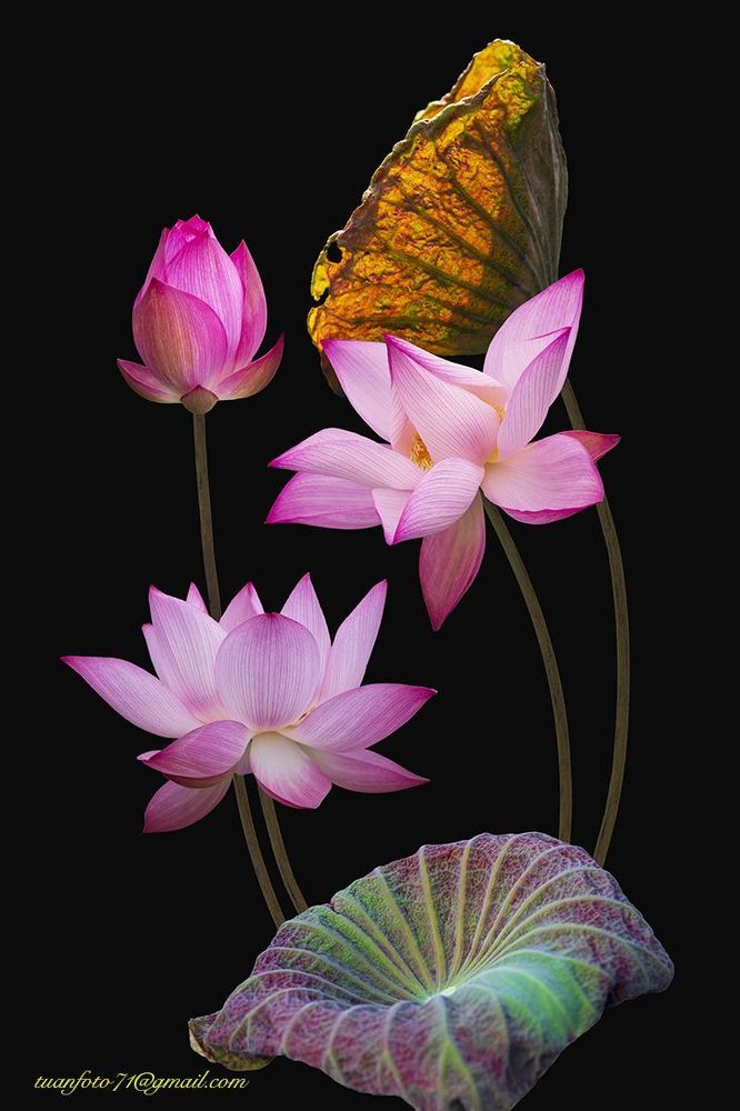 Lotus