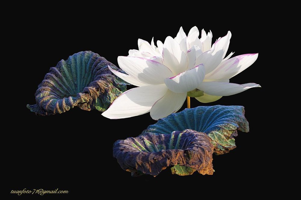Lotus