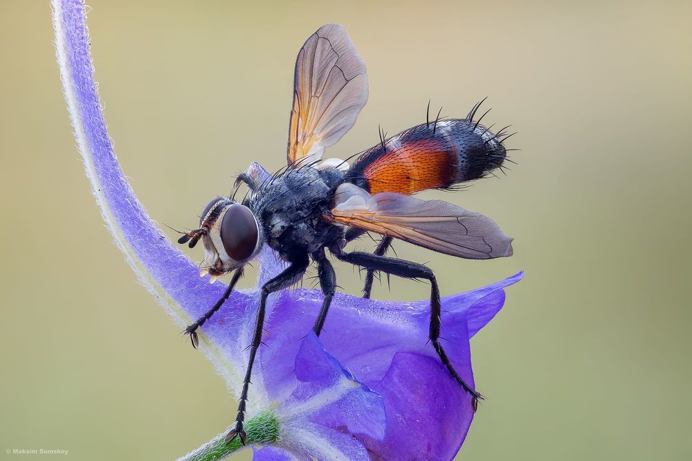 Cylindromyia