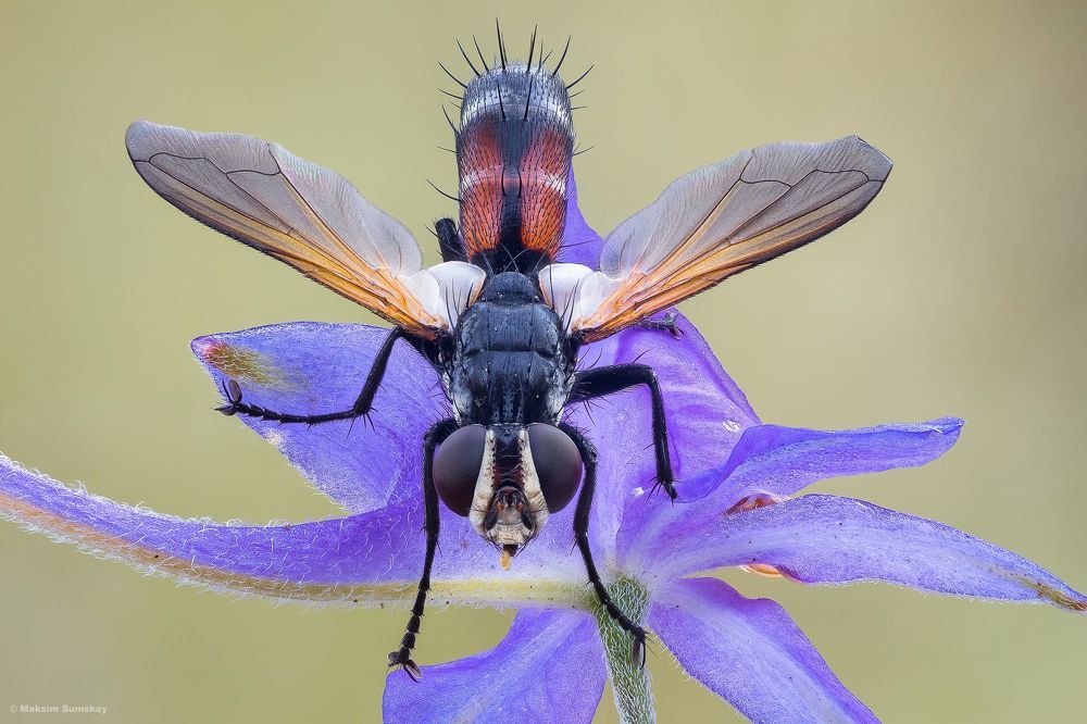 Cylindromyia
