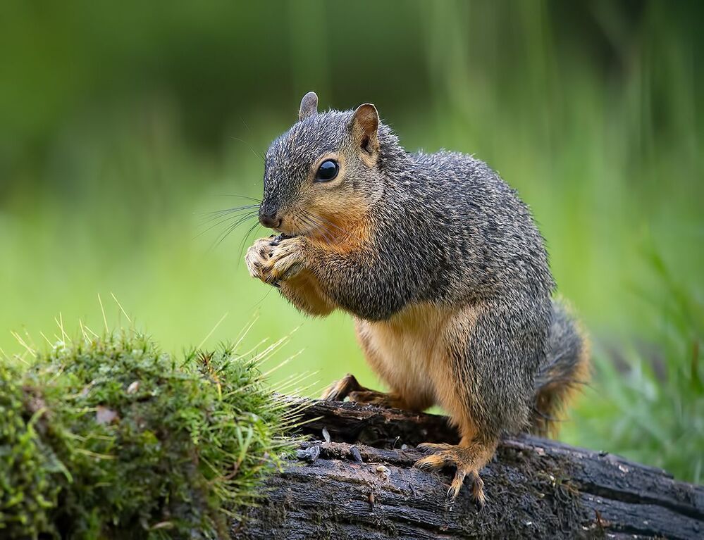 Fox Squirrel - Лисья Белка