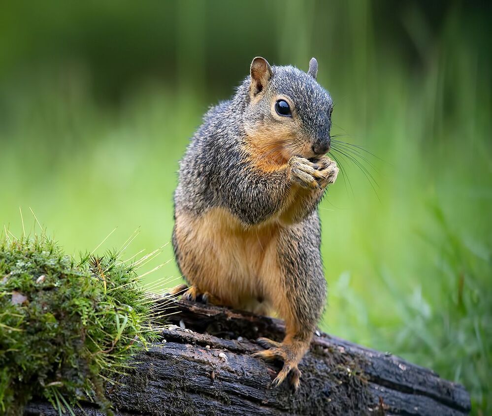 Fox Squirrel - Лисья Белка