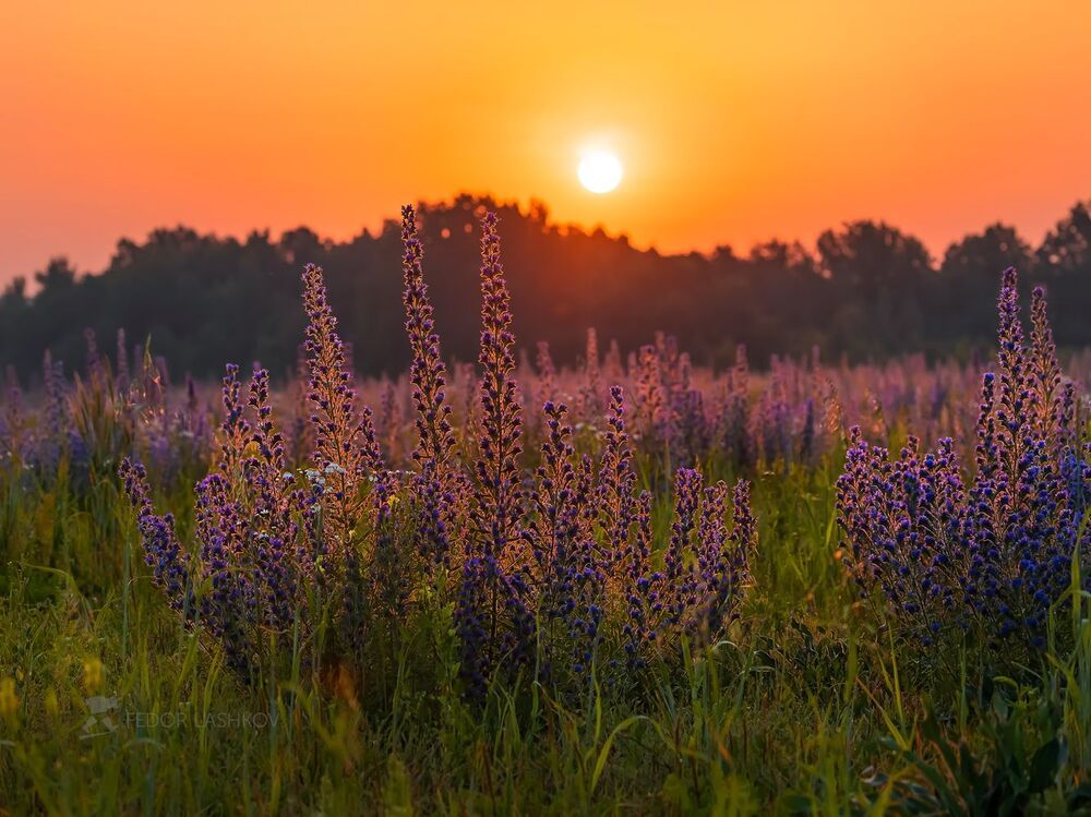 Жаркое лето