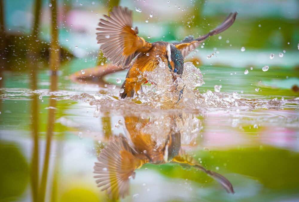 Common Kingfisher