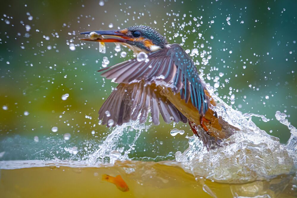 Common Kingfisher