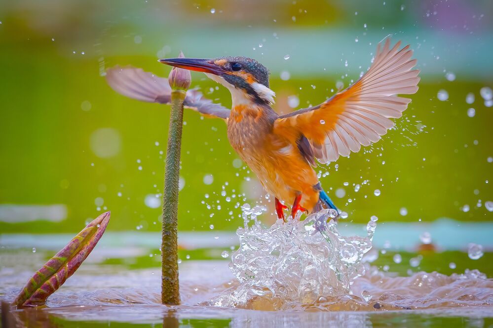 Common Kingfisher