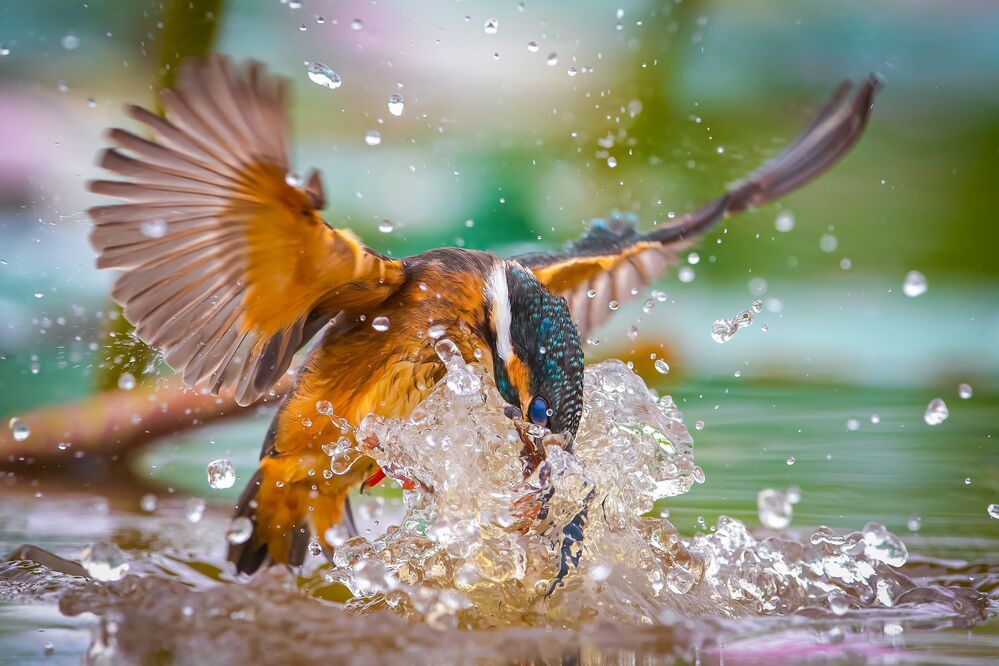 Common Kingfisher