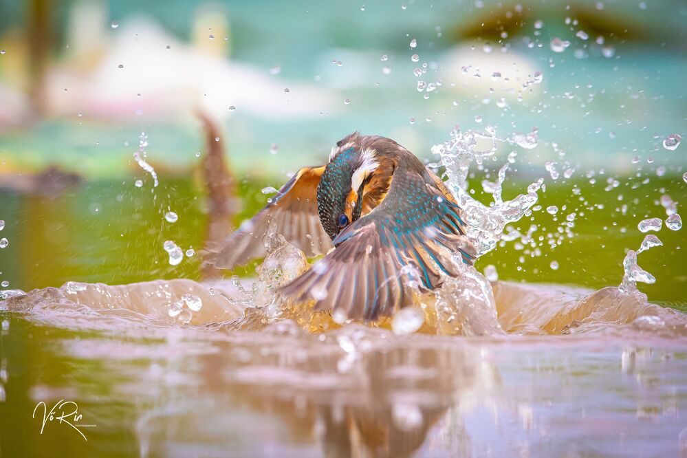 Common Kingfisher