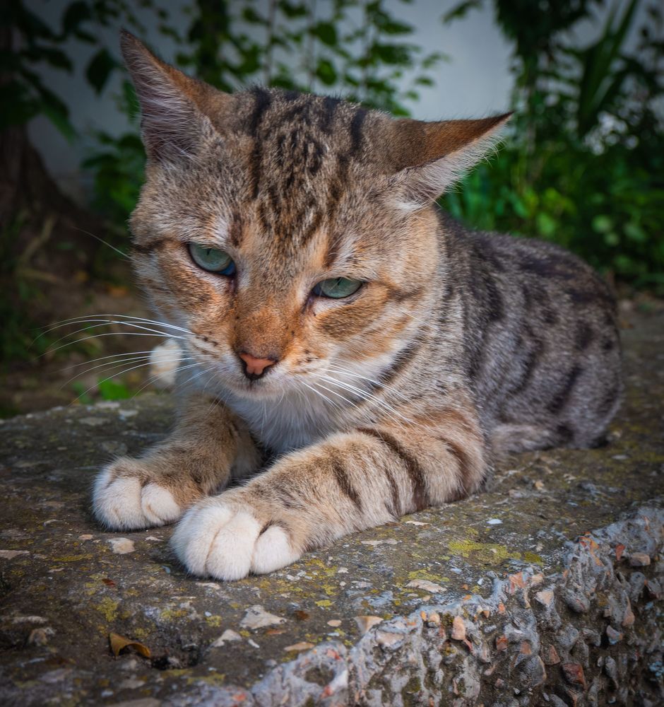 Коты Крыма