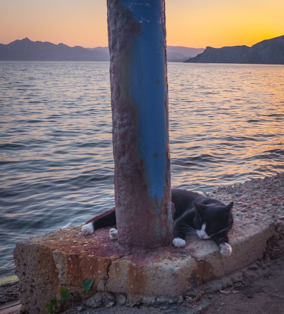 Коты Крыма