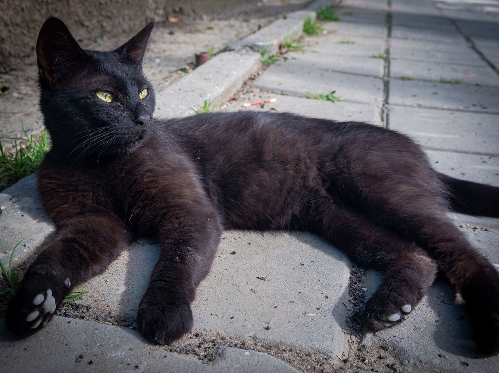 Коты Крыма