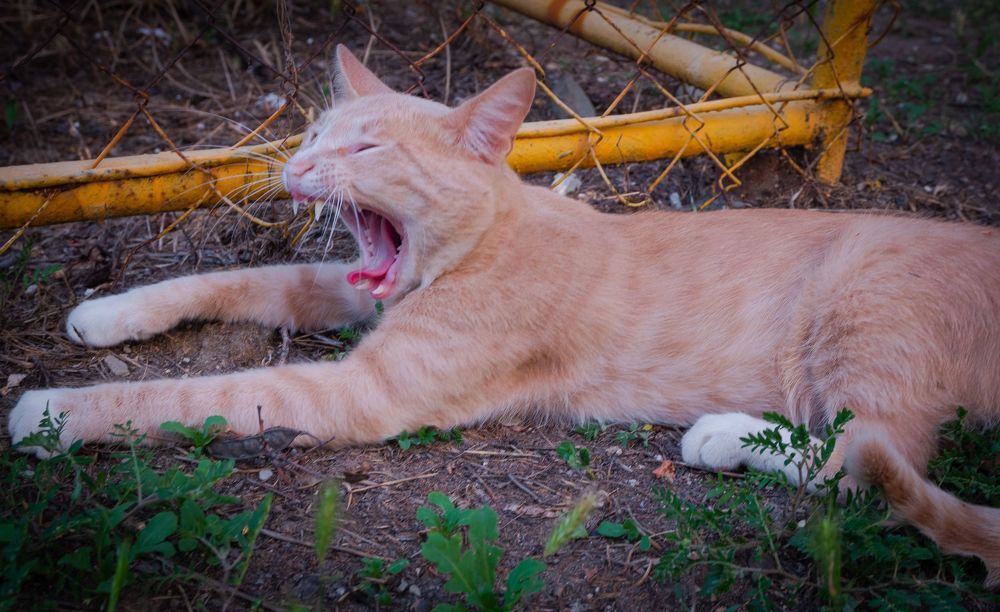 Коты Крыма