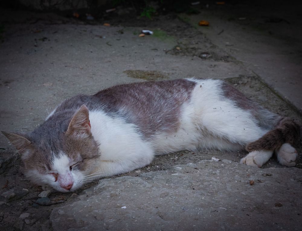 Коты Крыма