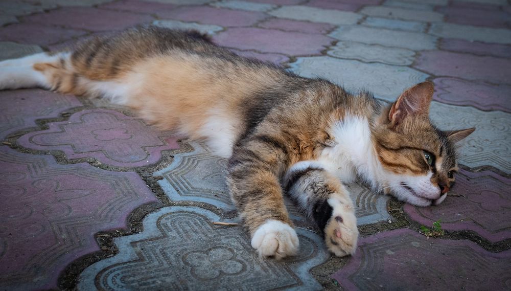 Коты Крыма