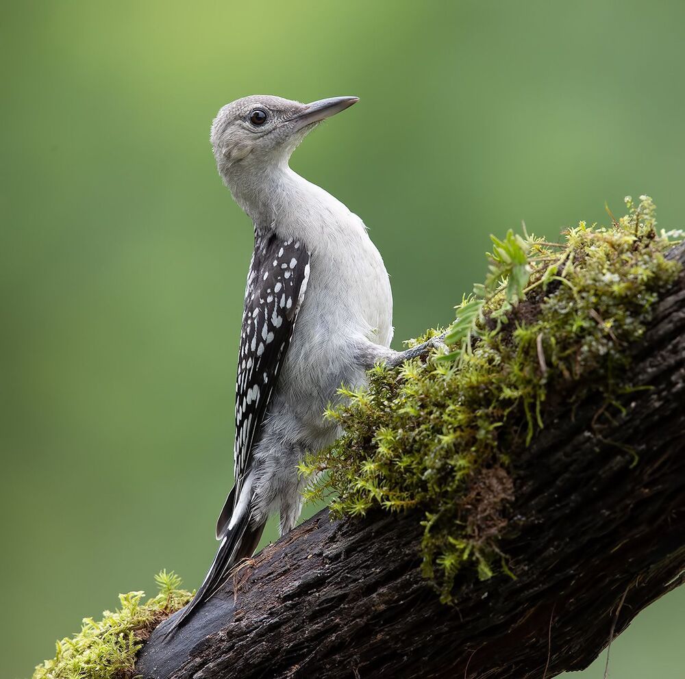 Juvenile -Red-bellied Woodpecker. Молодые Дятлы - Каролинский меланерпес