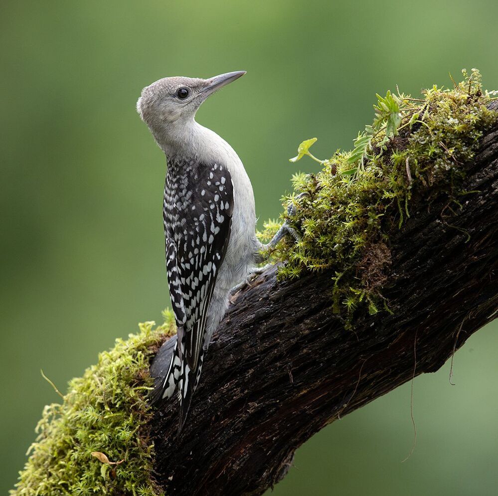 Juvenile -Red-bellied Woodpecker. Молодые Дятлы - Каролинский меланерпес