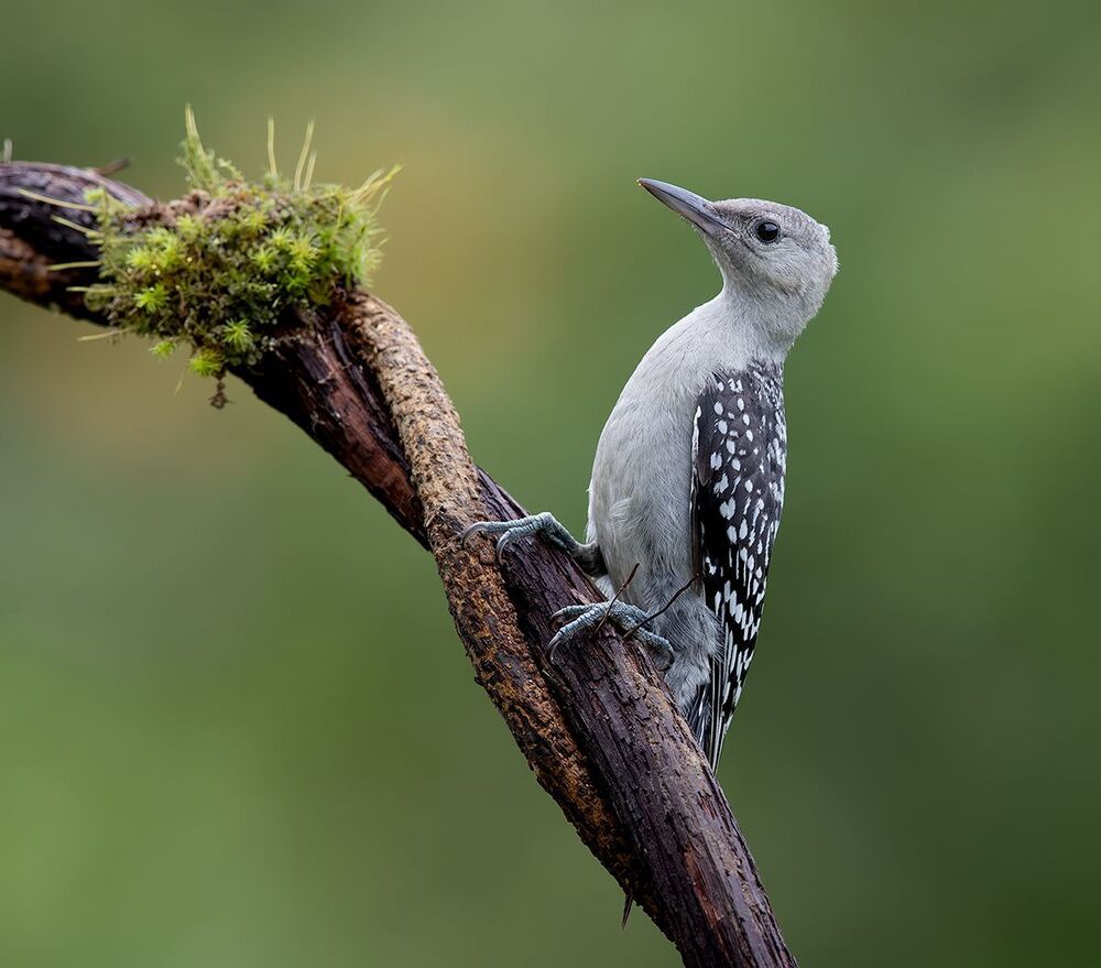 Juvenile -Red-bellied Woodpecker. Молодые Дятлы - Каролинский меланерпес
